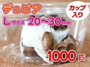 【送料無料】 デュビア Lサイズ 2.0～3.0cm 1000匹 カップ入り アルゼンチンモリゴキブリ 肉食熱帯魚 爬虫類 両生類 [3565:broad2]