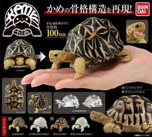 【即決!!】いきもの大図鑑 かめ インドホシガメ（アルビノ） 新品未開封品