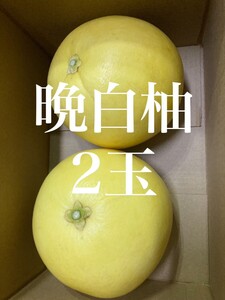 【熊本県産】晩白柚 二玉 約2kg 家庭用 