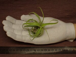 Tillandsia diguetii チランジア・ディグエティ 086★エアプランツTI