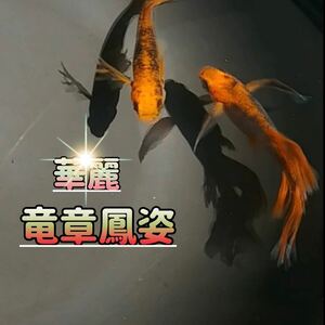 竜章鳳姿 30個 ＋α ブラックリム ヒレ長 魚 エサ 卵 三色 星田めだか様血統