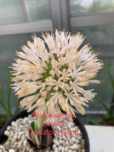 ②ハエマンサス・フミリス　ジャイアントフォーム　Haemanthus humilis ssp. humilis Giant Form 実生苗