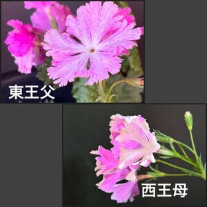 2025年　園芸種　日本桜草　No.054【東王父と西王母のセット　】サクラソウ　さくらそう　日本さくら草　一重咲　