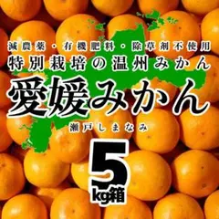 特別栽培の温州みかん　5kg箱【愛媛県の農家直送】101さ