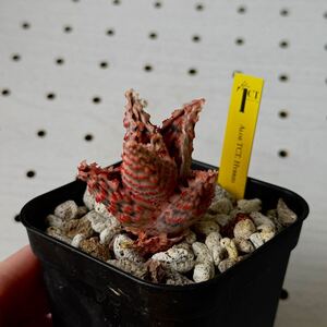 タグ付き　TCT アロエ 多肉植物 Aloe hybrid 14