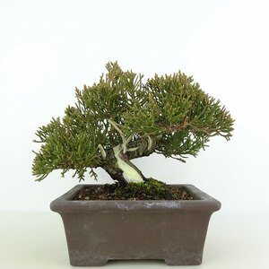 盆栽 真柏 樹高 約13cm しんぱく Juniperus chinensis シンパク “ジン シャリ” ヒノキ科 常緑樹 観賞用 小品 現品