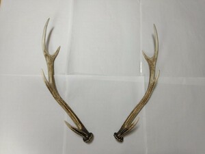 【天然物】 鹿の角 鹿 ツノ ２本 シカ 長さ約45センチ 鹿角 　★