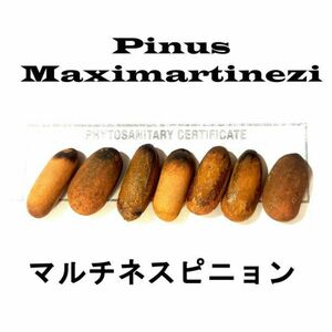 1月入荷 10粒+ マルチネスピニョンマツ Maximartinezi 種 種子