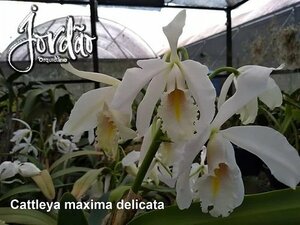 C. maxima delicata sib HTP944 洋蘭 原種