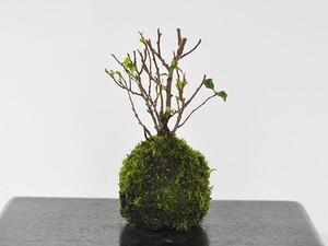 長寿梅の苔玉 盆栽 ミニ盆栽 bonsai ボンサイ ぼんさい 小品 誕生日 引越し祝昇進退職贈り物プレゼント