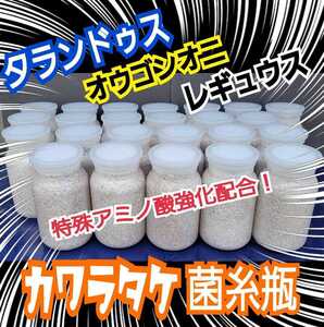 特選カワラタケ菌糸瓶【4本】タランドゥス、オウゴンオニ、レギウスに抜群☆トレハロース・キトサン・ローヤルゼリーなど特殊アミノ酸強化