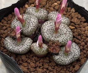 コノフィツム　Conophytum obcordellum “stayneri” RR992 ①