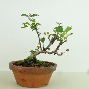 盆栽 酸実 樹高 約10cm ずみ Malus toringo ズミ 実物 黄 バラ科 落葉樹 観賞用 小品 現品