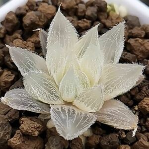 多肉植物　ハオルチア　白狐伝