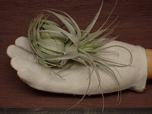 Tillandsia gardneri Orig. Morro Chapeu BR チランジア・ガルドネリ 423★エアプランツDF