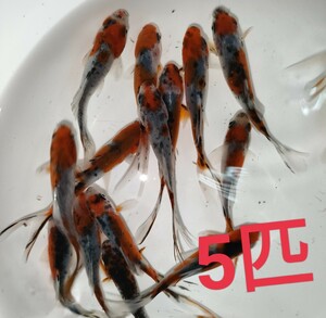 朱文金 5匹セット 6-7cmくらい 商品説明お読みください！ 【AquaShop香流】金魚 和金 キャリコ