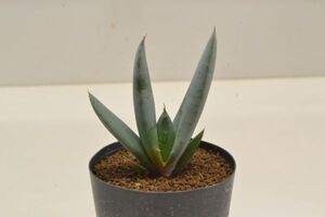 アロエ　ペトリコーラ　ALOE petricola