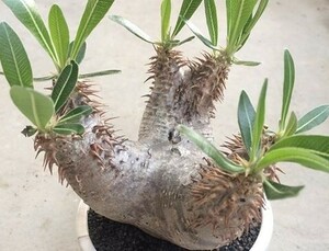 【種子】パキポディウム・ホロンベンセ Pachypodium horombense　種子10粒【送料無料】