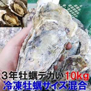 デカい牡蠣 殻付き 牡蠣 ３年牡蠣１０ｋｇ 冷凍便 送料無料！10キロ 宮城県産 殻付き牡蠣 殻付き 殻付 カキ 加熱用 松島牡蠣屋 牡蛎 ＢＢＱ