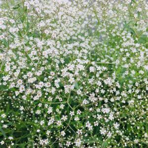 ホワイトかすみ草の種50粒 切り花霞草の種