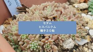 セダム　ヒスパニクム　種子３０粒