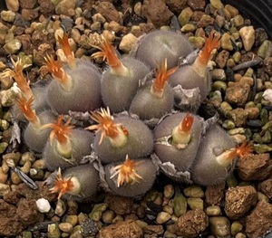 コノフィツム　Conophytum stephanii ssp.helmutii ARM457 MG1452.761 ④