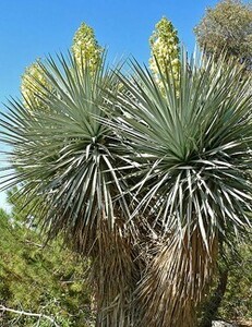 Yucca rigida ユッカ リギダ 種子50粒