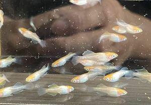 【桜虹めだか】ハイビスカスメダカの若魚8匹(補償2匹含む)大きさ約2cm〜2.5cm(完全無選別)☆4枚目写真の種親.夢中メダカ様直系☆