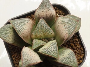 ■[Y072]Scarlet Dinosaur×フローズン　実生　未繁殖【多肉植物　Haworthia　ハオルチア　ハオルシア】