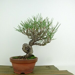 盆栽 松 黒松 樹高 約20cm くろまつ Pinus thunbergii クロマツ マツ科 常緑針葉樹 観賞用 小品 現品