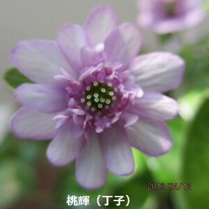 雪割草　銘品　桃輝　丁字咲　2芽