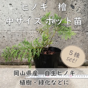 送料無料◆ヒノキ 中サイズ ポット苗 5セット 盆栽 苗木 庭木 植樹 緑化 植林などにも 檜 ひのき 天然 実生苗 コニファー 岡山県産 園芸