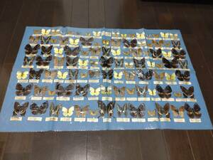 台湾の蝶の標本 臺灣蝴蝶 BUTTERFLY SPECIMENS MADE IN TAIWAN / ムラサキマダラ アオスジアゲハ シロオビアゲハ ミヤマシロオビヒカゲ