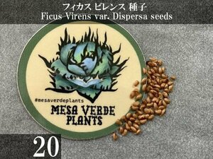 フィカス ビレンス 種子 20粒+α Ficus Virens var. Dispersa 20 seeds+α 種 バンヤン イチジク