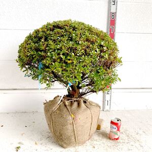 サツキ　伊勢路紫　約:60cm【ムラサキ/玉造/庭木/植木/花木/単木/伊勢路/苗木/生垣/トピアリー】203079