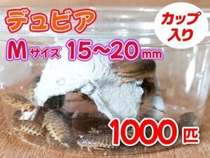 【送料無料】 デュビア Mサイズ 1.5～2.0cm 1000匹 カップ入り アルゼンチンモリゴキブリ 肉食熱帯魚 爬虫類 両生類 [3558:broad2]