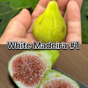 イチジク　穂木　 White Madeira #1 長い穂木を落札後に切り分けて梱包します。　果樹、挿し木、接木、Fig、レア品種