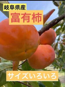 【優品】岐阜県産★富有柿　10キロ★産地直送★採れたて 農家直送