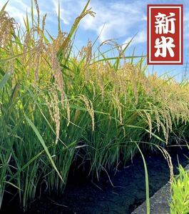 収穫したて☆白米【令和6年 静岡県産 新米コシヒカリ】 20kg 減農薬 