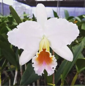 C. percivaliana f. semialba carnea Jordao select 洋蘭 原種