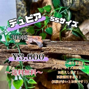 デュビアssサイズ、300匹