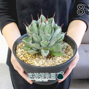 【現品】アガベ・ポタトラム・キュービック 7号 黒セラアート鉢（8）Agave potatorum f.monstrosa “cubic”