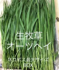 生牧草オーツヘイ