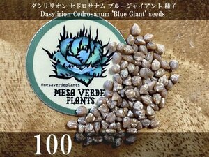 ダシリリオン セドロサナム ブルージャイアント 種子 100粒+α Dasylirion Cedrosanum 