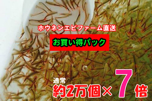 お買い得パック　ホウネンエビ　乾燥卵　２万個×７倍　+専用飼料+育て方解説書　　 　ミジンコ　微生物　甲殻類　アクアリウム