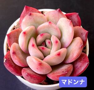 新入荷★韓国苗★マドンナ★レア種★可愛い紅葉大苗★超美苗★多肉植物★エケベリア