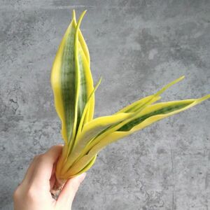 【S955】【極上S級斑入り大株！！】サンスベリア trifasciata yellow tripe 斑入り （アガベ ユーフォルビア ）