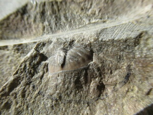 ゴニアタイト化石の裏面に三葉虫の尾部化石