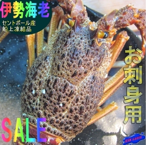 【3本】究極の生食用「伊勢海老」超低温製造、高級料亭ご用達!!