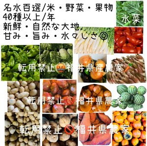 送料無料/名水百選/無農薬/有機肥料/農家直送/野菜・果物詰め合わせ/吊り上げ入札なし